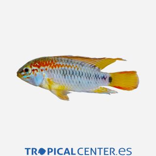 Cíclido enano Viejita 💎HQF💎