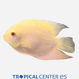 Severum Dorado
