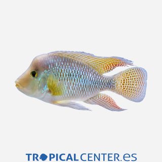 Cíclido perla 💎HQF💎