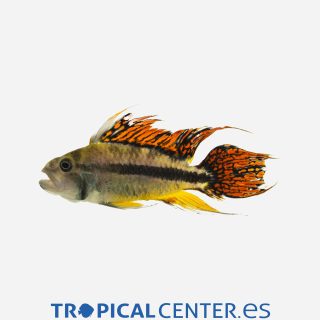 Cíclido enano cacatúa Double red 💎HQF💎