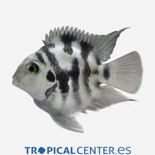 Cíclido loro Tigre azul