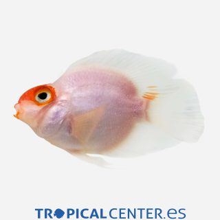 Cíclido loro Boina roja