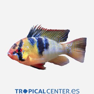 Ramirezi 💎HQF💎