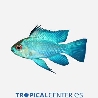 Ramirezi  Azul eléctrico