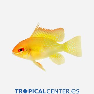 Ramirezi  Oro 💎HQF💎