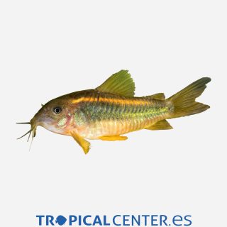 Coridora schultzei 💎HQF💎