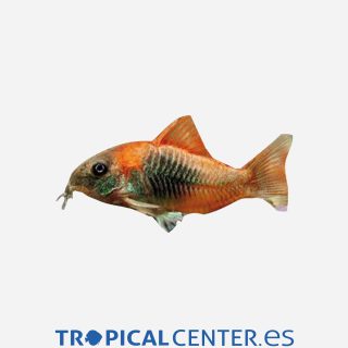 Coridora bronce Naranja