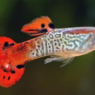 GUPPY COBRA ROJO