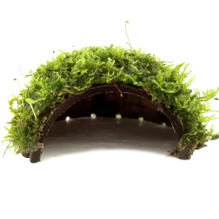 Coco con Musgo de Java Cueva