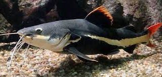 PHRACTOCEPHALUS HEMIODOPTERUS