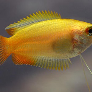 COLISA CHUNA  AMARILLA