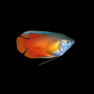 Colisa Lalia Roja Sunset | Trichogaster lalia