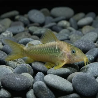 Corydora Melanotaenia Salvaje