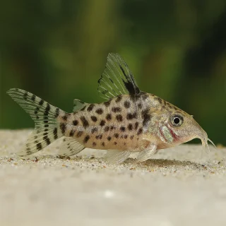 Corydora Punctatus Salvaje