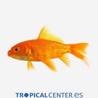 Cometa Rojo  💎HQF💎