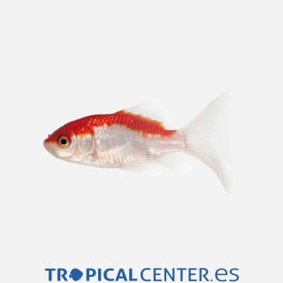 Cometa Sarasa 💎HQF💎