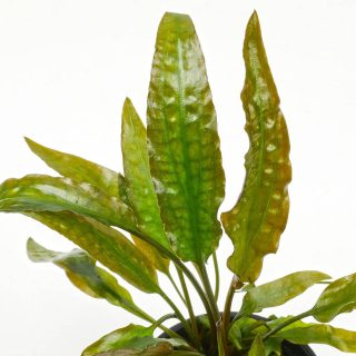 CRYPTOCORYNE USTERIANA TROPICA