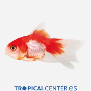 Fantail Rojo y blanco