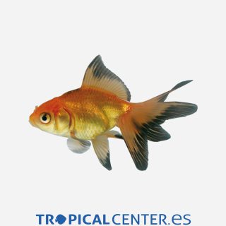 Fantail Rojo y negro