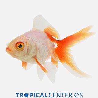 Ryukin Rojo y blanco