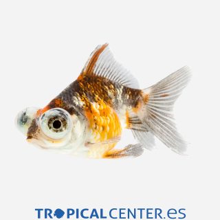 Telescópico Calicó 💎HQF💎