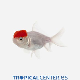 Boina roja 💎HQF💎