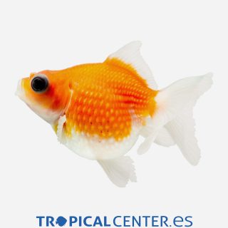 Escama perlada 💎HQF💎