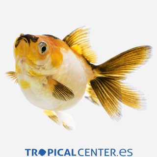 Escama perlada Amarillo