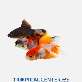 Telescópico Surtido 💎HQF💎