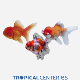 Oranda Surtido 💎HQF💎