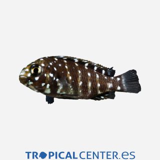 Tropheus mariposa perlada