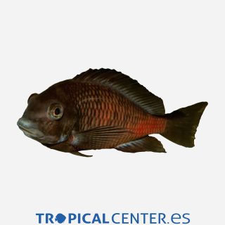 Moori Bemba Banda roja