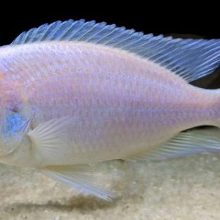 CYRTOCARA MOORI ALBINO