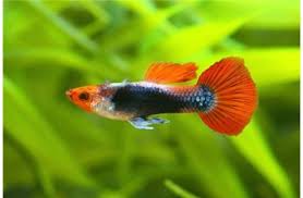GUPPY TRICOLOR SHOWA