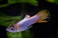 GUPPY ENDLER PLATINO