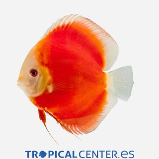 Disco Melón rojo 💎HQF💎