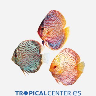 Disco Surtido 💎HQF💎