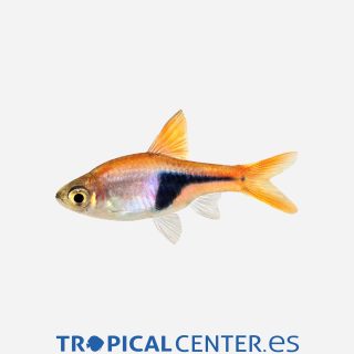 Arlequín 💎HQF💎