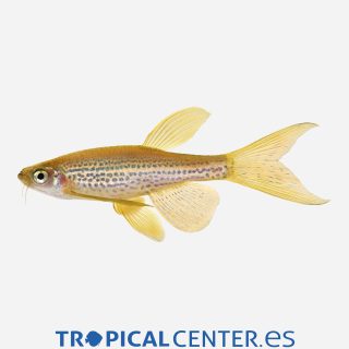 Cebrita  Leopardo velo 💎HQF💎