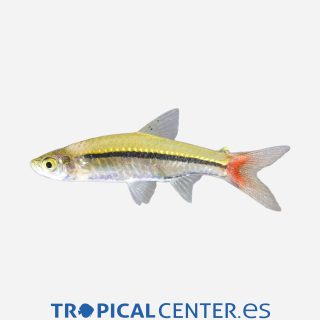 Rásbora de cola roja