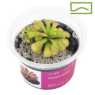 Drosera Slackii