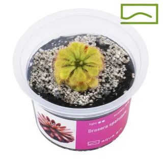 Drosera Spatulata