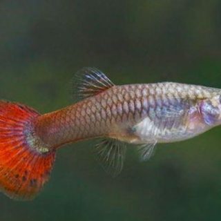 GUPPY HEMBRA ROJA