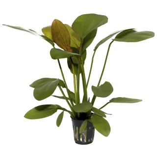 Echinodorus X Barthii