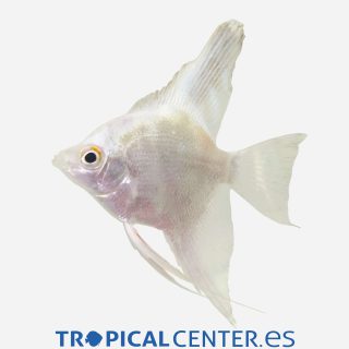 Escalar Platino silver black fin