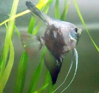 ESCALAR LEOPARDO HUMO