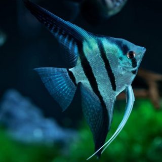 PTEROPHYLLUM AZUL    4-CM