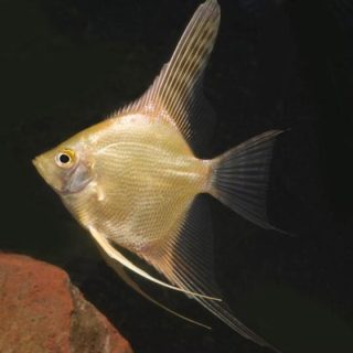 PTEROPHYLLUM SCALARE GOLD