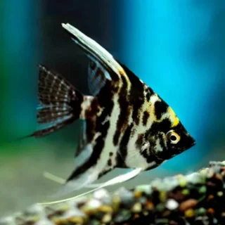 Escalar Mármol | Pterophyllum scalare ~