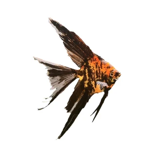 Escalar Mármol Naranja | Pterophyllum scalare ~